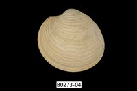 藏品(維納斯簾蛤)的圖片